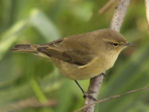 Image de Pouillot véloce