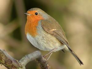 Image de Rouge-gorge familier