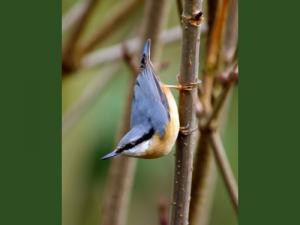 Image de Sittelle Torchepot