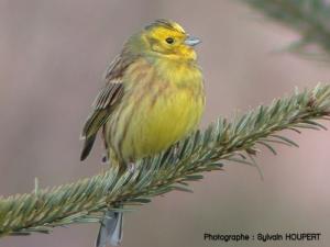 Image de Bruant jaune