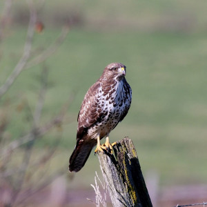 Image de Buse variable