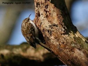 Image de Grimpereau des bois