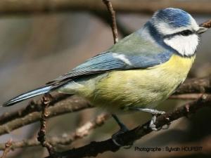 Image de Mésange bleue