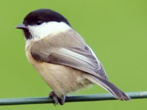 Image de Mésange boréale