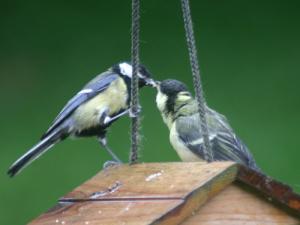 Image de Mésange charbonnière