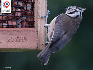 Image de Mésange huppée