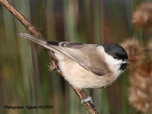 Image de Mésange nonnette