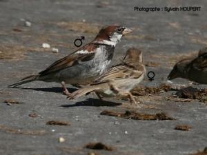 Image de Moineau domestique