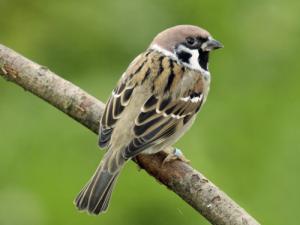 Image de Moineau friquet