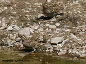 Image de Moineau soulcie