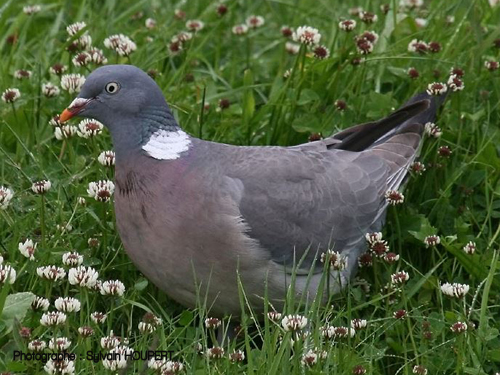 Pigeon Ramier Oisillon Pigeon Ramier Oisillon