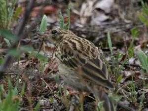 Image de Pipit des arbres