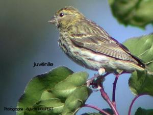 Image de Serin cini