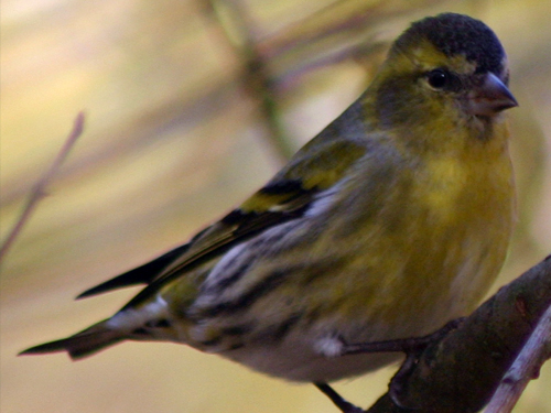 Tarin des aulnes | Oisillon, boutique en ligne pour oiseaux