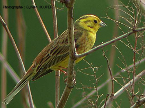 Bruant Jaune Oisillon