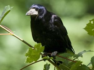 Image de Corbeau freux