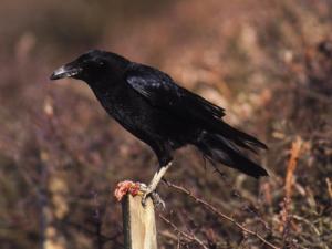 Image de Corneille noire