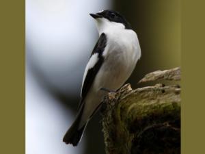 Image de Gobemouche noir