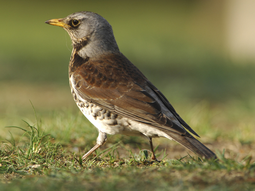 gratuitement chant grive litorne gratuitement chant grive litorne
