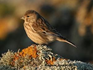 Image de Linotte mélodieuse