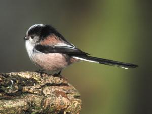 Image de Mésange à longue queue