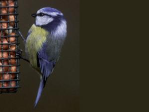 Image de Mésange bleue