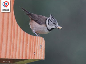 Image de Mésange huppée