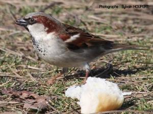 Image de Moineau domestique