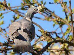 Image de Pigeon ramier