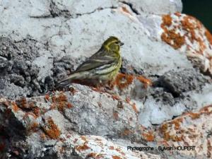 Image de Serin cini