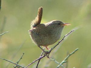 Image de Troglodyte mignon