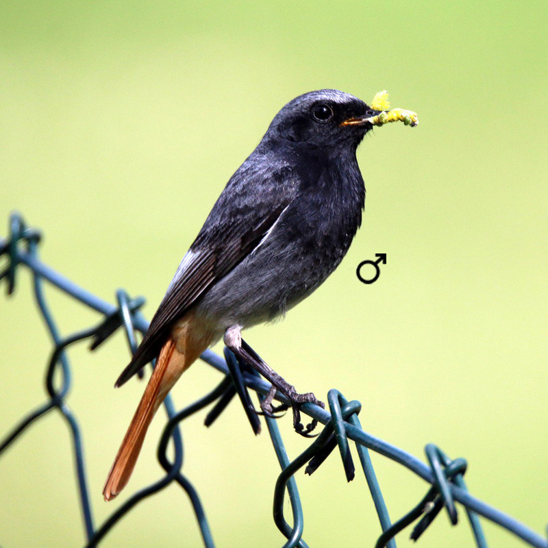 rougequeue-noir-oisillon-boutique-en-ligne-pour-oiseaux